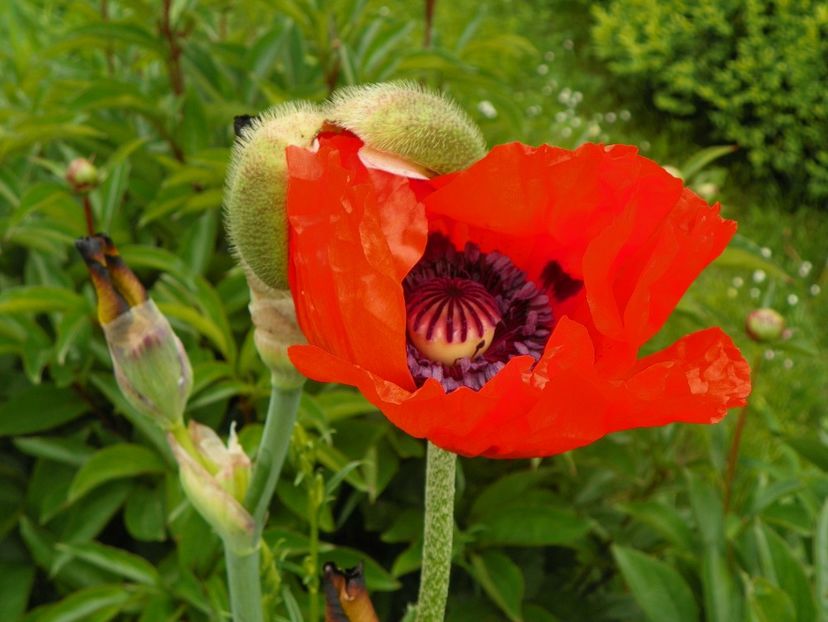 20 mai (7) - Primavara 2017