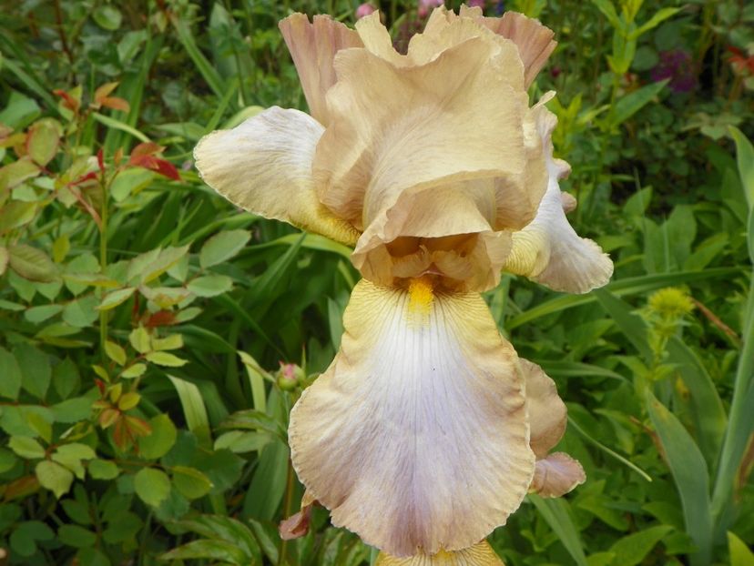 Cosmopolitan? - Irisi 2017