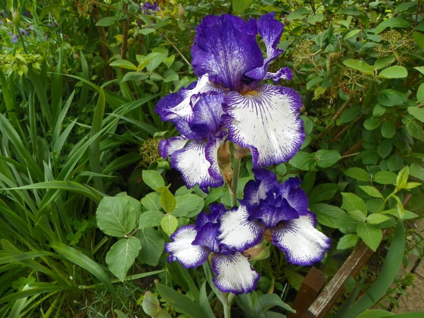 Art Deco - Irisi 2017