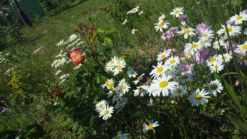 20170520_111900(0) - Flori din gradina - 2017