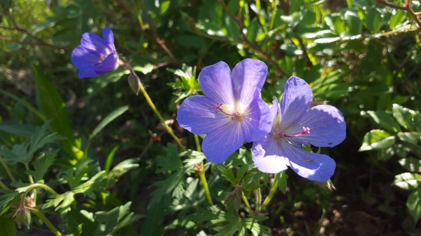 20170518_092041(0) - Flori din gradina - 2017