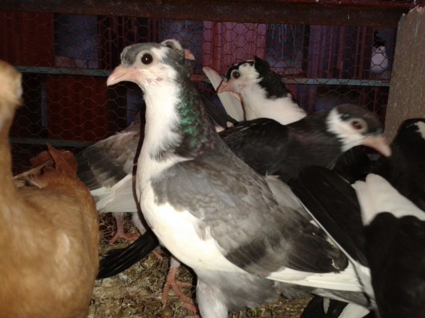  - noua generatie2017