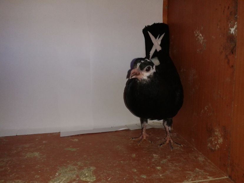  - noua generatie2017