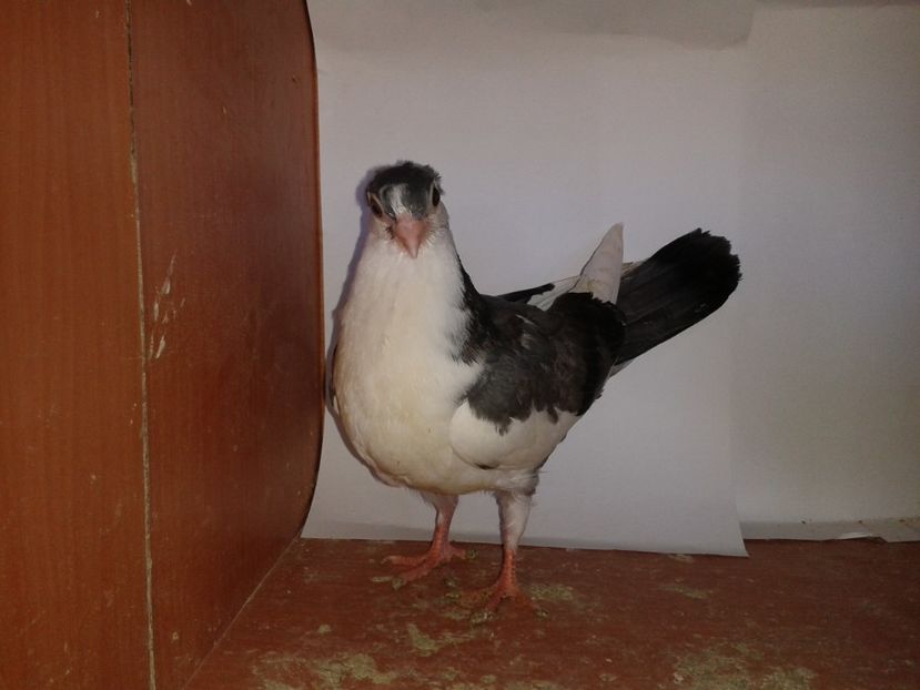  - noua generatie2017