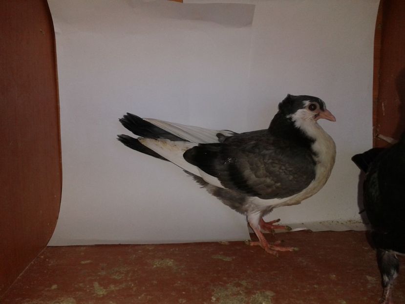  - noua generatie2017