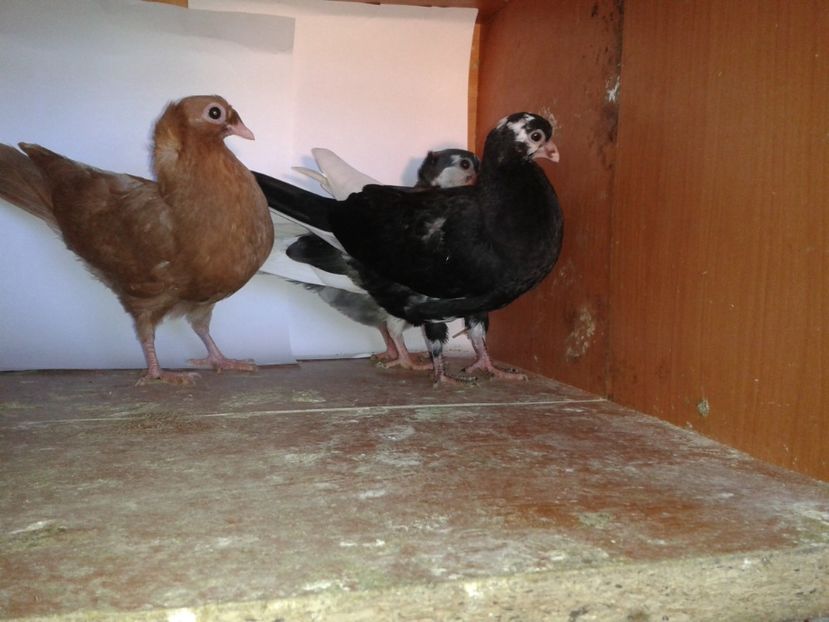  - noua generatie2017