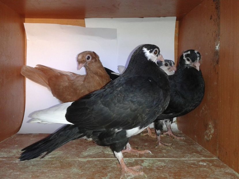  - noua generatie2017