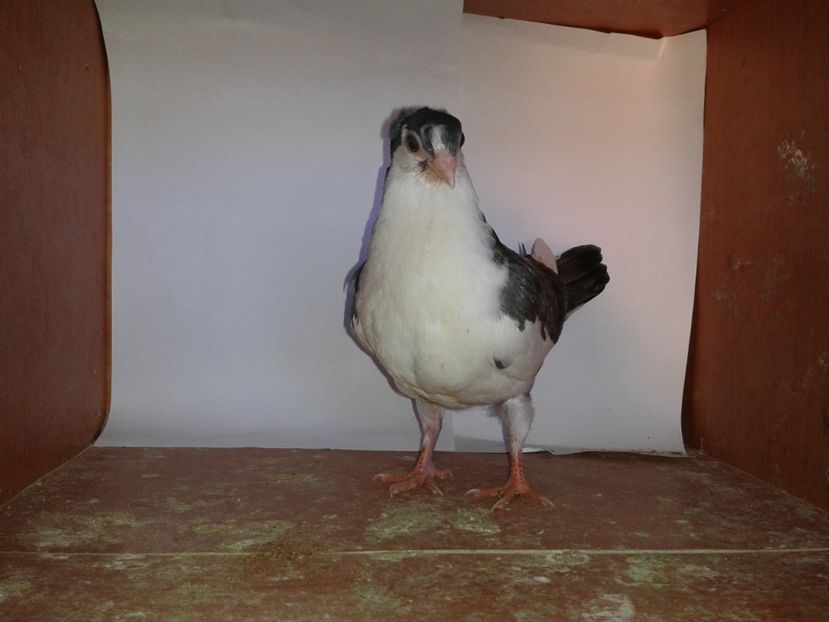  - noua generatie2017