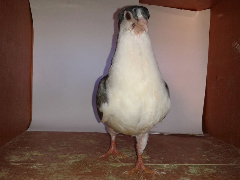  - noua generatie2017