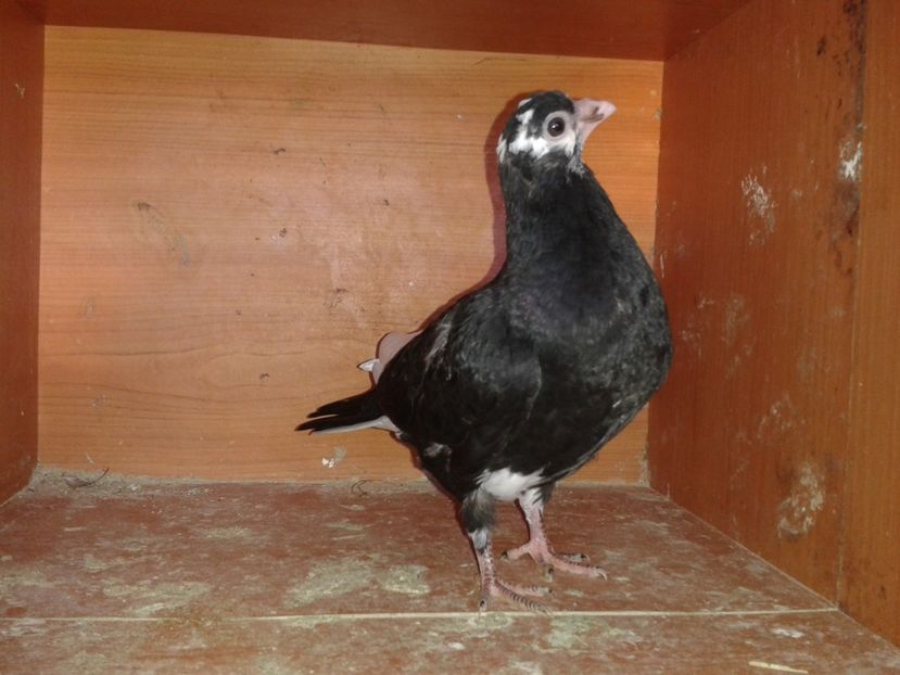  - noua generatie2017