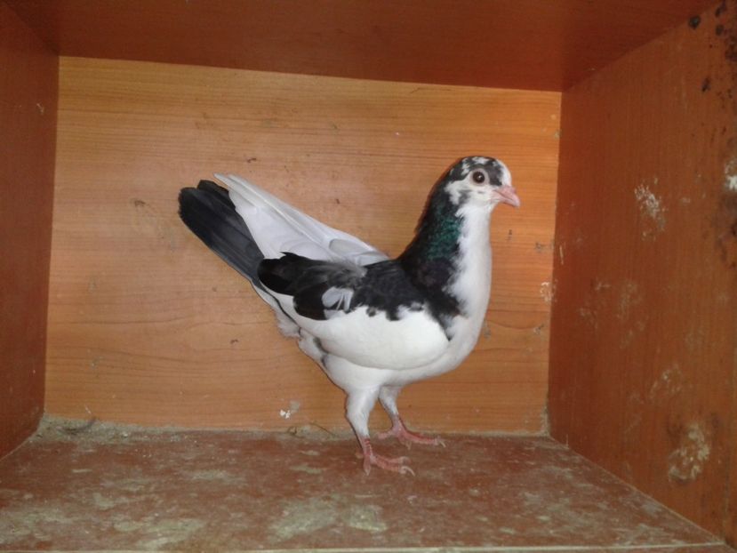  - noua generatie2017