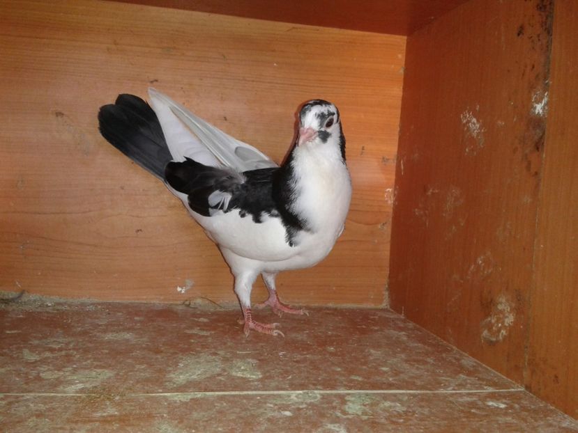  - noua generatie2017