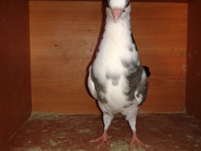  - noua generatie2017