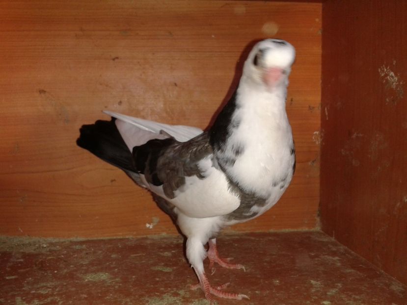  - noua generatie2017