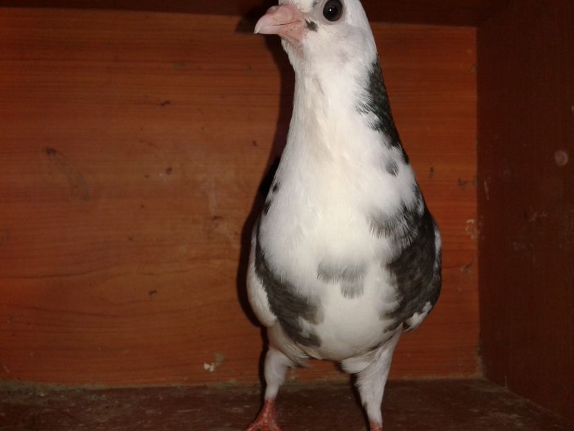  - noua generatie2017