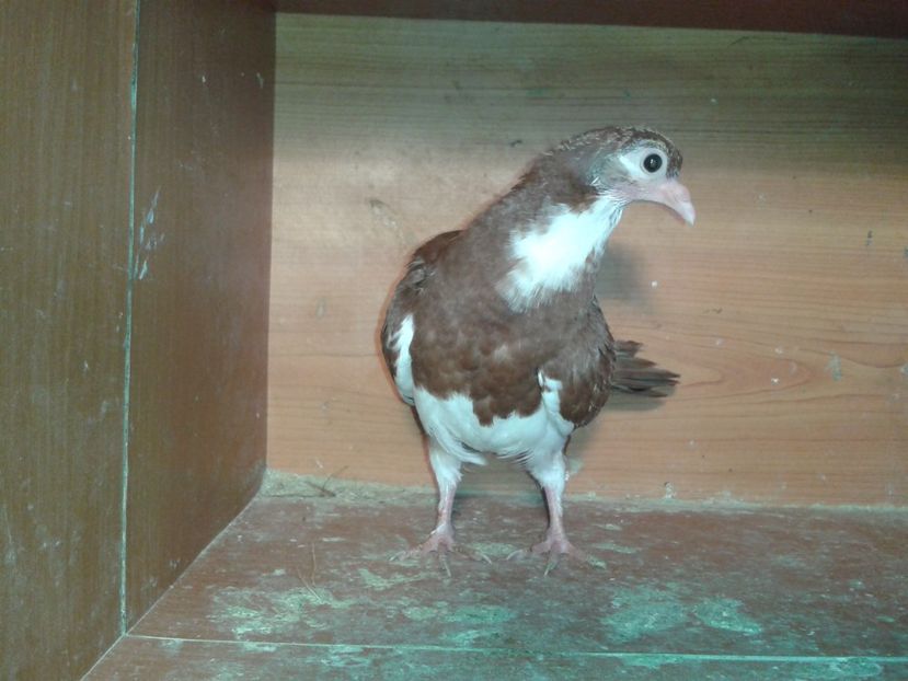  - noua generatie2017