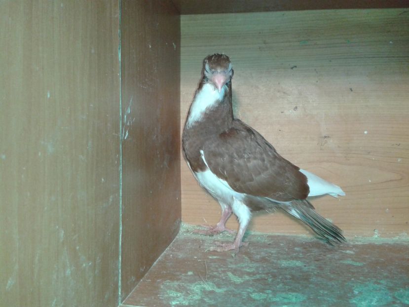  - noua generatie2017