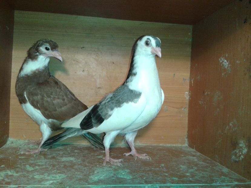  - noua generatie2017