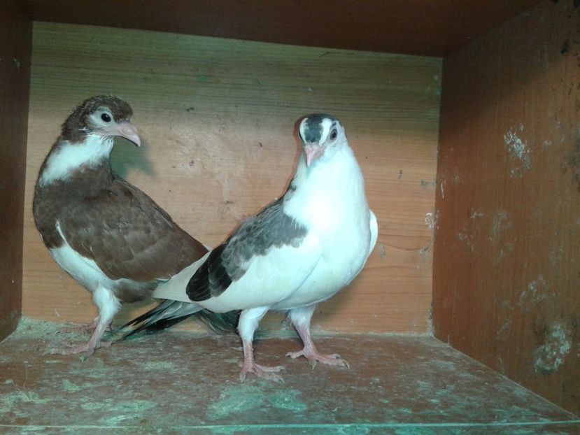  - noua generatie2017