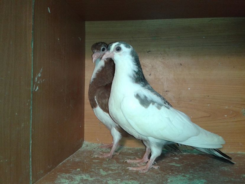  - noua generatie2017