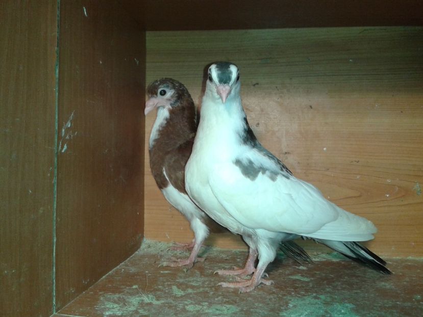  - noua generatie2017