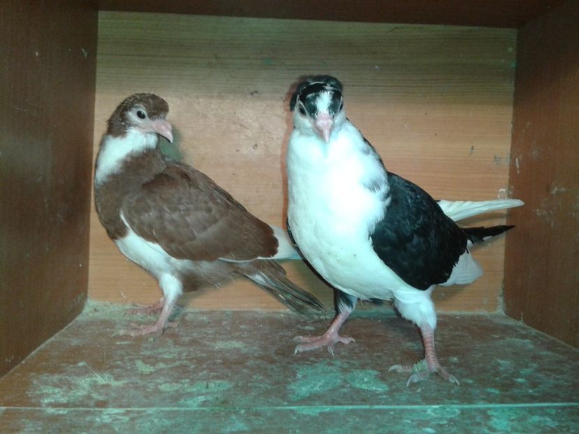  - noua generatie2017