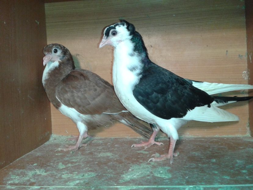  - noua generatie2017