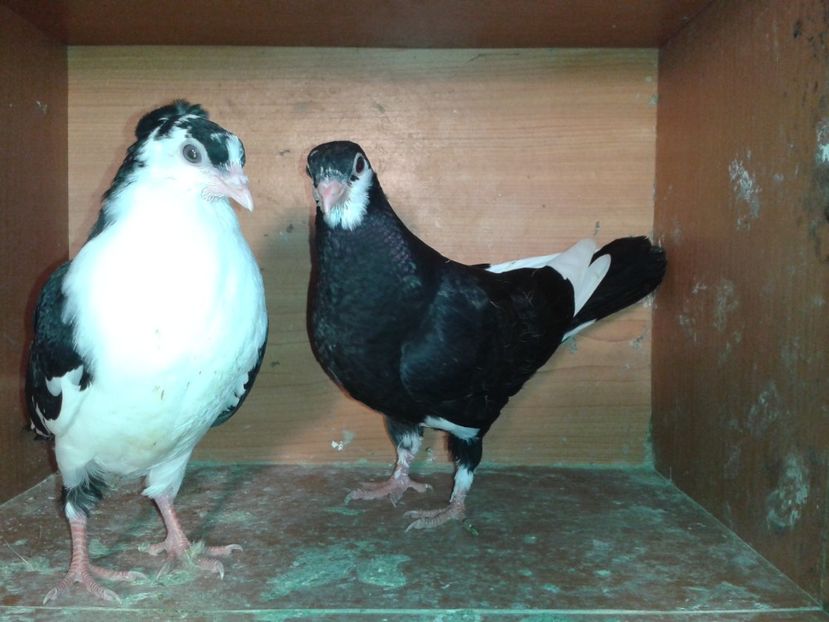  - noua generatie2017