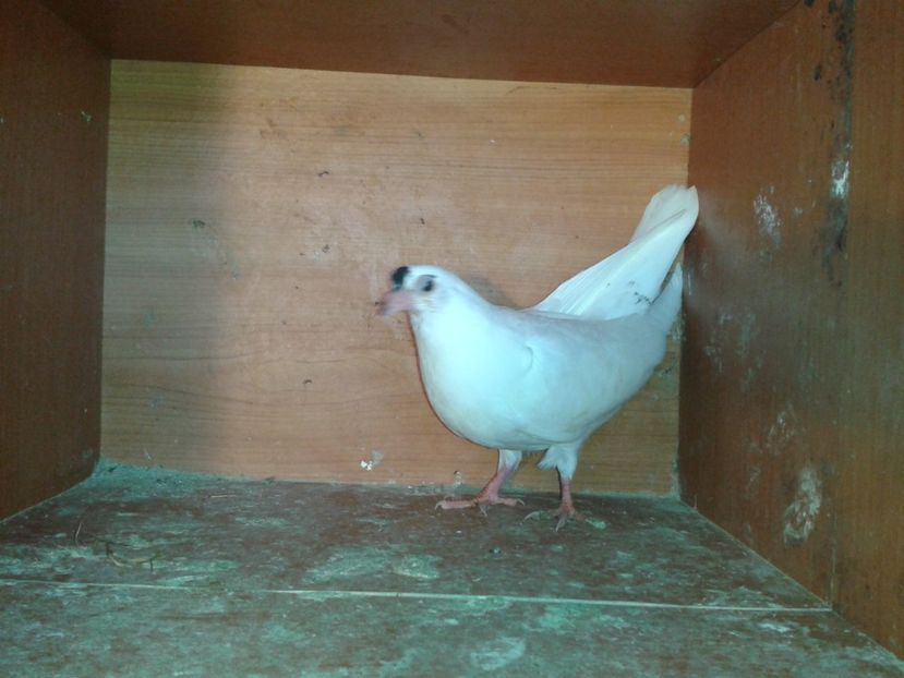  - noua generatie2017