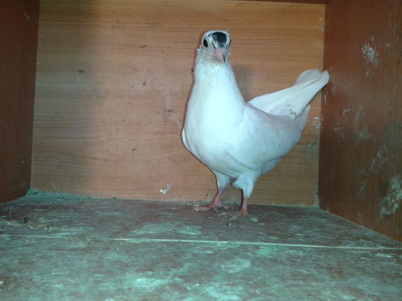  - noua generatie2017