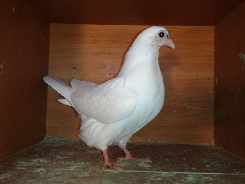  - noua generatie2017