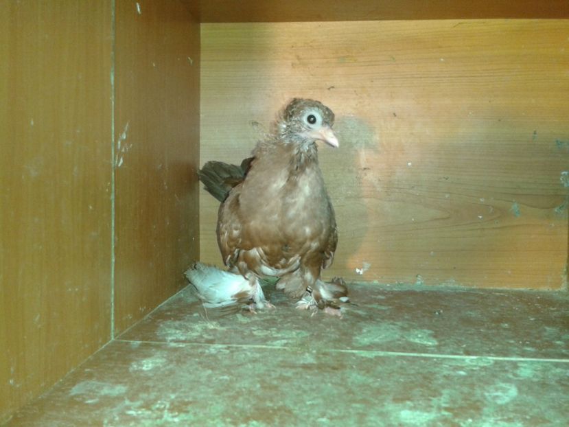  - noua generatie2017