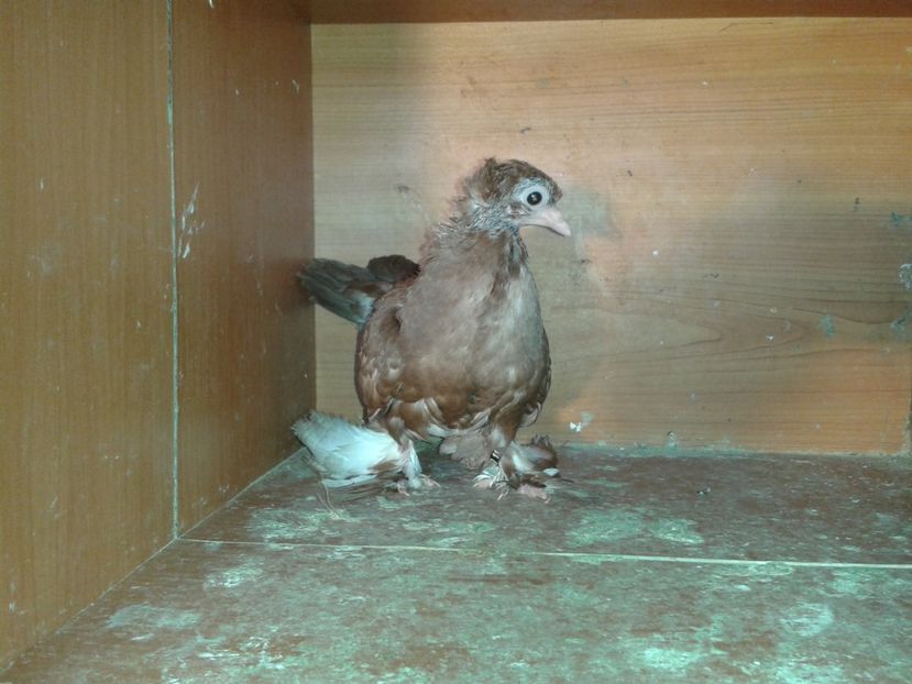  - noua generatie2017