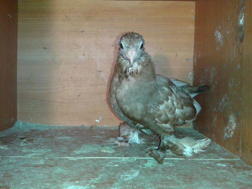  - noua generatie2017