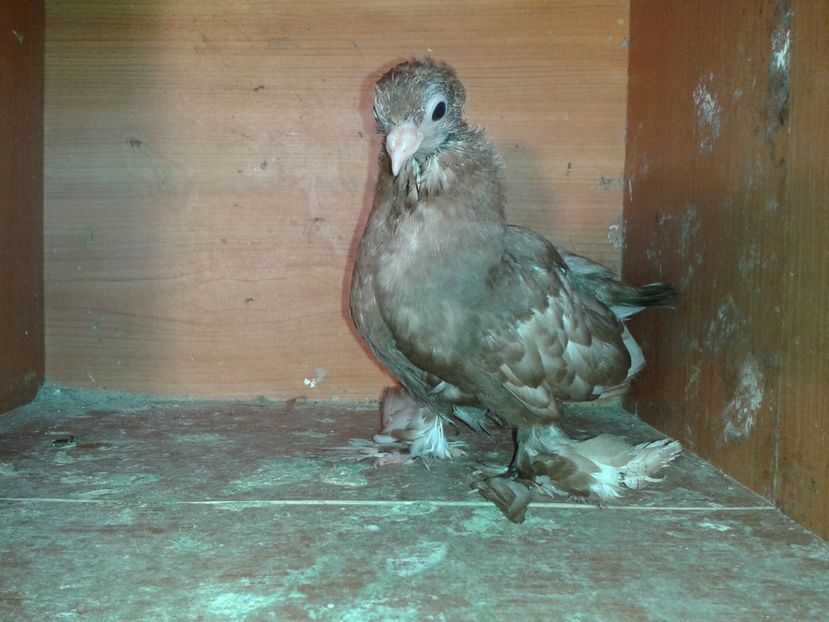  - noua generatie2017