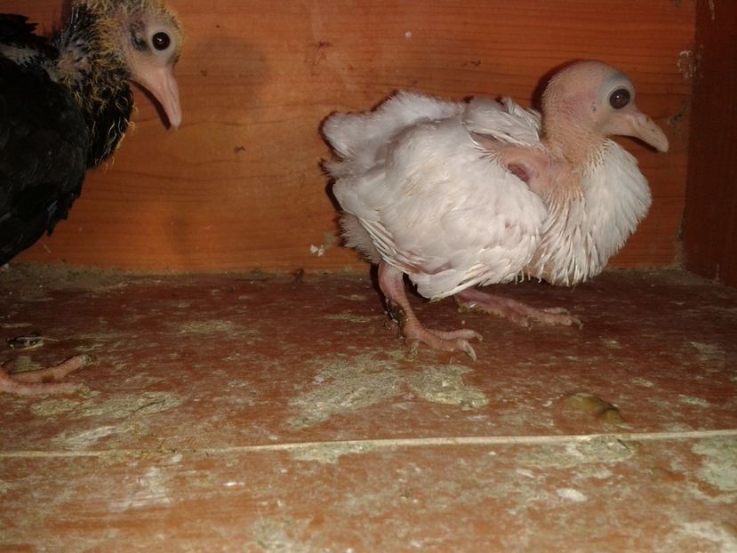  - noua generatie2017