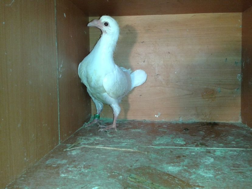  - noua generatie2017