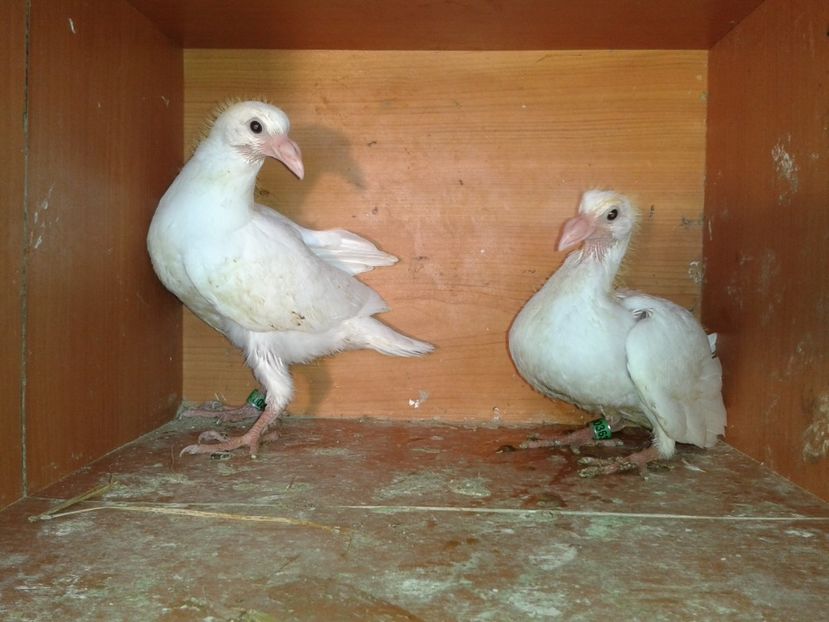  - noua generatie2017