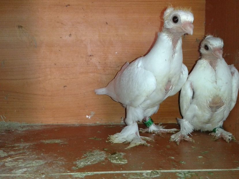  - noua generatie2017