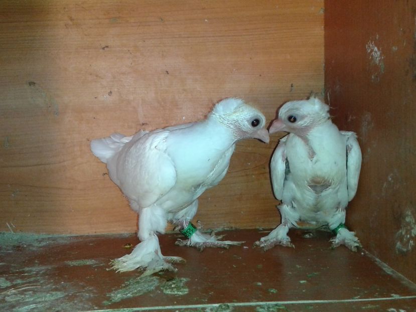  - noua generatie2017