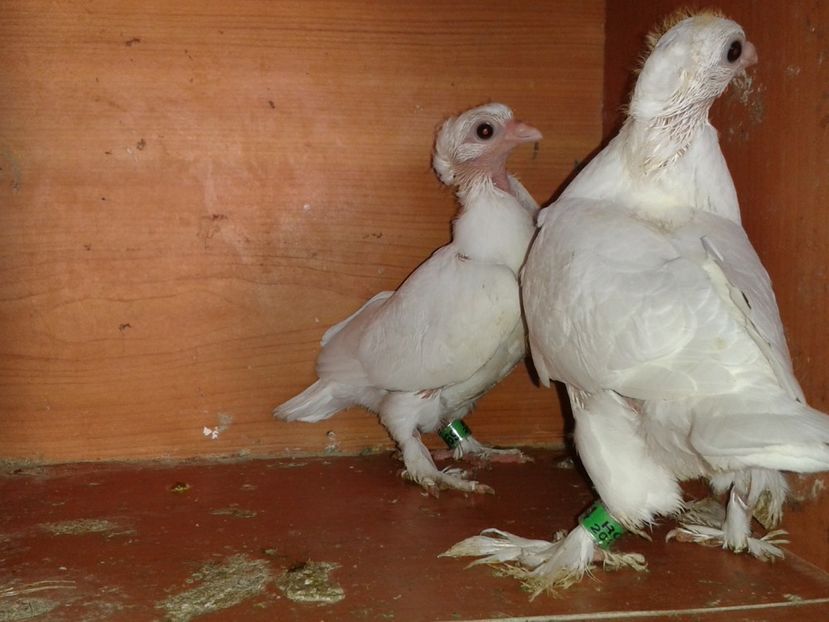  - noua generatie2017