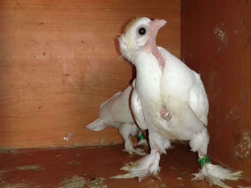  - noua generatie2017