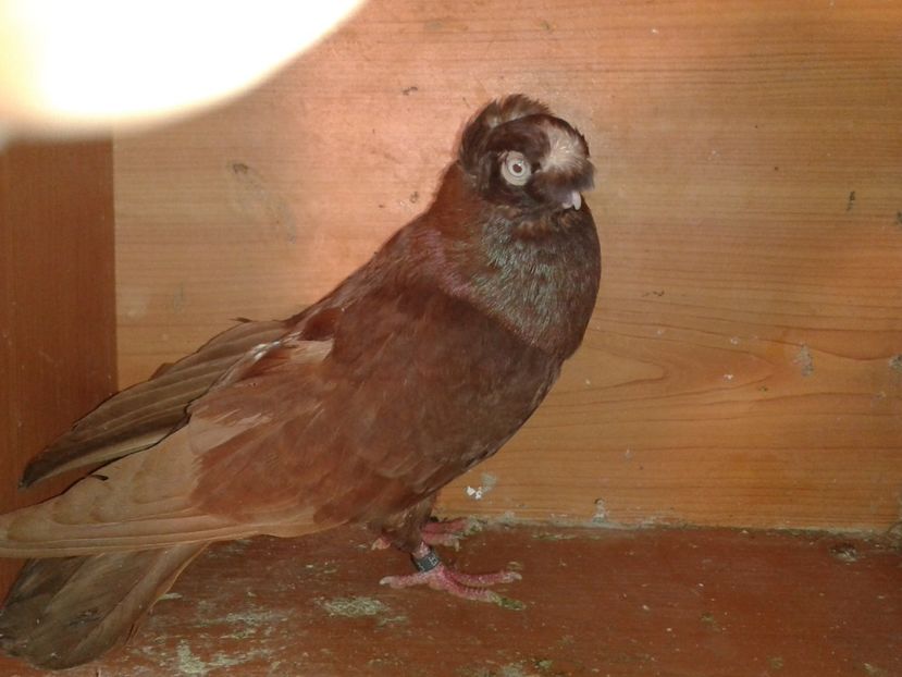  - jucatori de ardeal bimotati si nemotati matca 2017