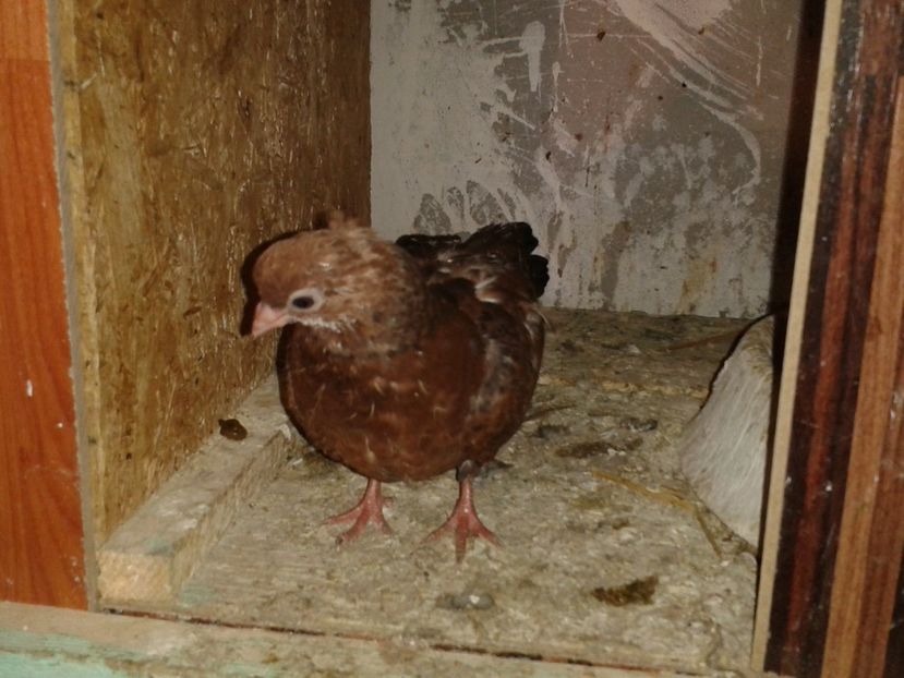  - noua generatie2017