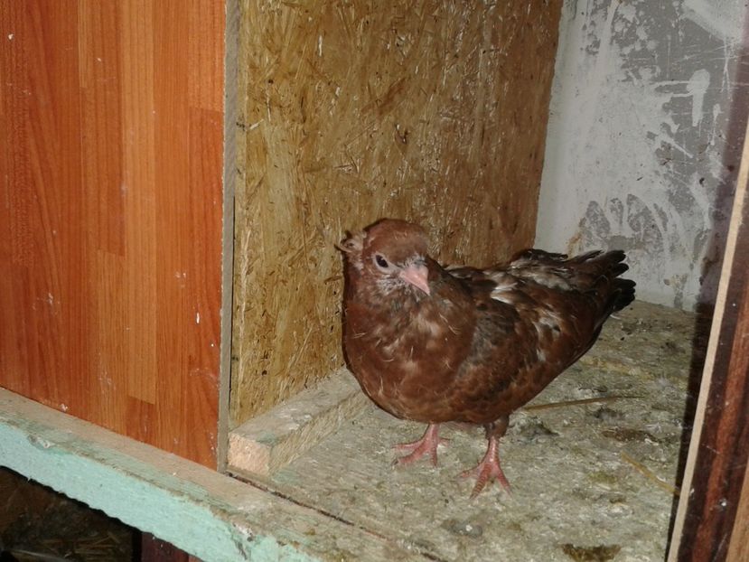  - noua generatie2017