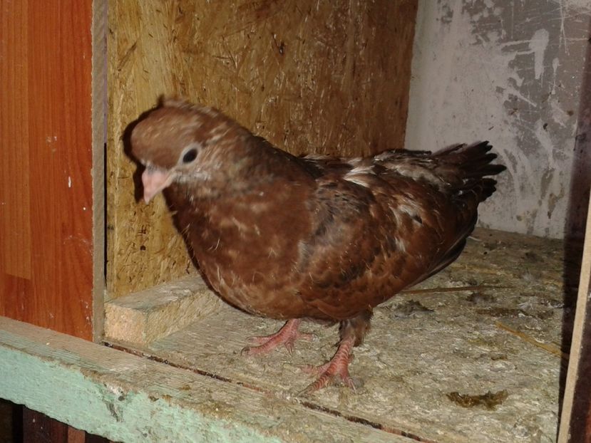  - noua generatie2017