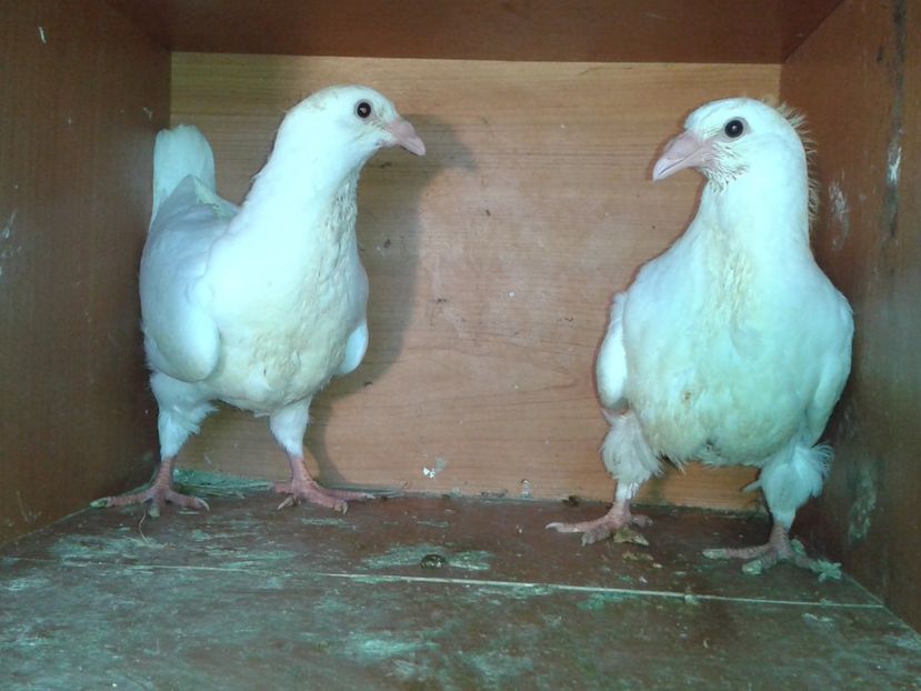  - noua generatie2017