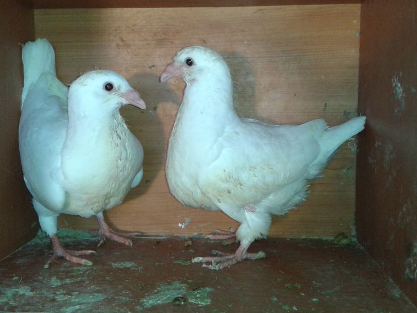  - noua generatie2017