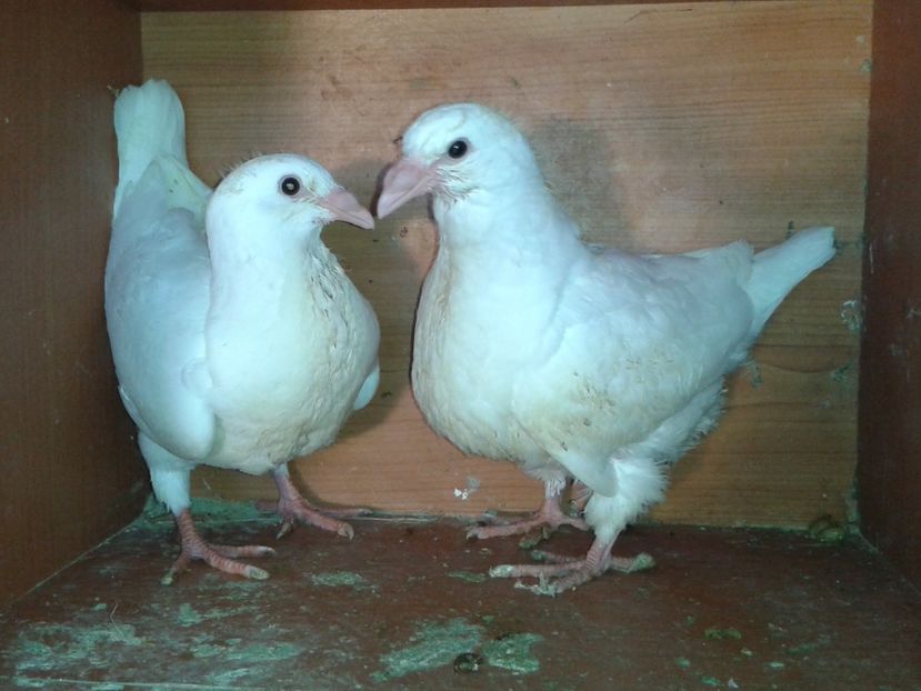  - noua generatie2017