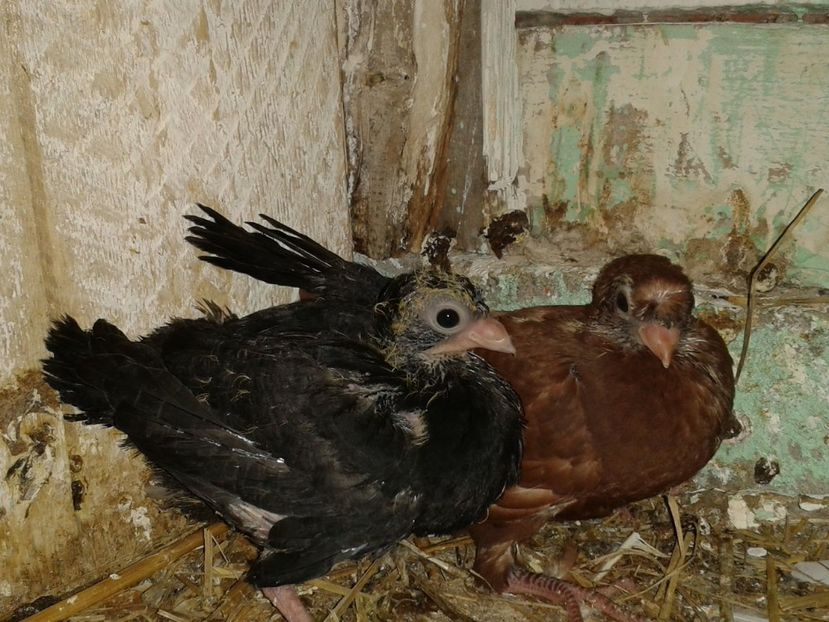  - noua generatie2017